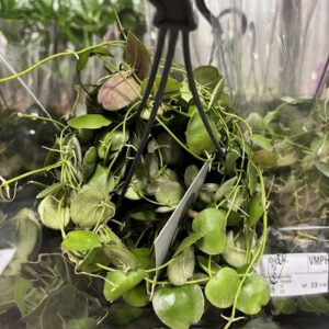 DISCHIDIA PECTENOIDES AMPEL K:14CM x4