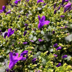 CAMPANULA GET MEE BLÅ K:10,5CM x8