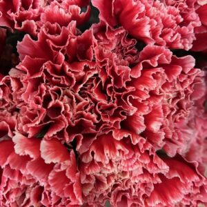 NEJLIKA CHEERIO RÖD/VIT