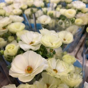 RANUNKEL BUTTERFLY KERAMOS CREME