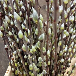 VIDEKVIST PUSSY WILLOW GRÖNA NATURELL 70CM