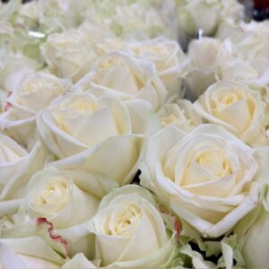 ROS AVALANCHE VIT 60CM