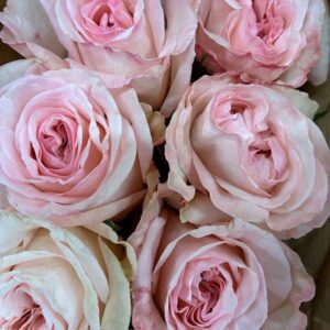 ROS PINK OHARA UHURU 50CM KE