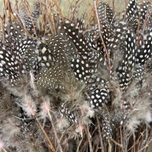 BJÖRKRIS BUNT FJÄDER PÄRLHÖNS X5