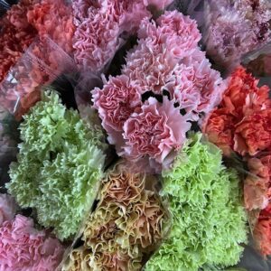 BUNT NEJLIKA 5-P x12