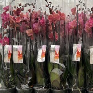 PHALAENOPSIS 4-STJ MÖRKAPRIKOS x10