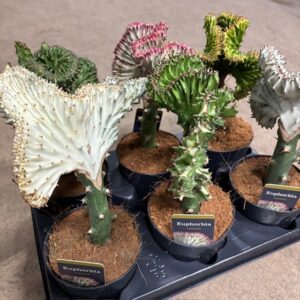 EUPHORBIA LACTEA CRISTATA K:12CM x6