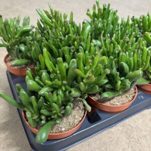 CRASSULA MINOR K:10CM x9