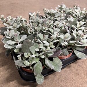 KALANCHOE PUMILA K:8CM x12