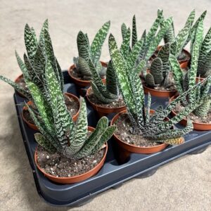 GASTERIA CARINATA BIG BEN K:8CM x12