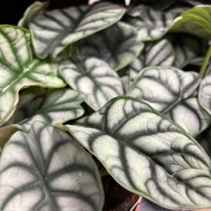 ALOCASIA SILVER DRAGON K:12CM x6