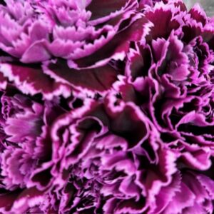 NEJLIKA NOBBIO FILIGRANA 2-F