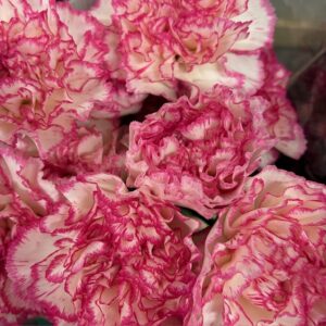 NEJLIKA KOMACHI 2-F ROSA