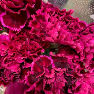 NEJLIKA NOBBIO PARTY