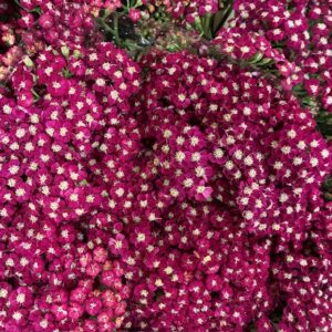 ACHILLEA NEON GLOW