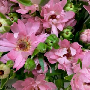 RANUNKEL MODERNA ROSA