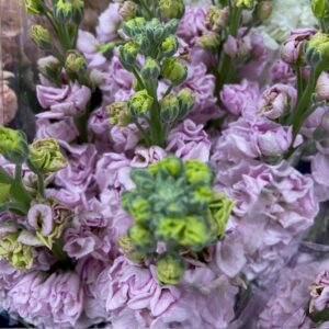 LÖVKOJA LJ-ROSA ITALIEN