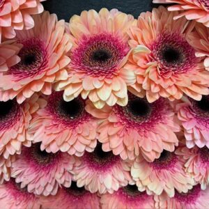 GERMINI TIPTOP APRIKOS