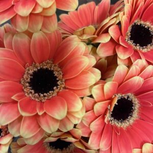 GERMINI PICCOLINI ASISSI LAX x20