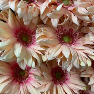 GERMINI PASTINI ROSATA ROSA