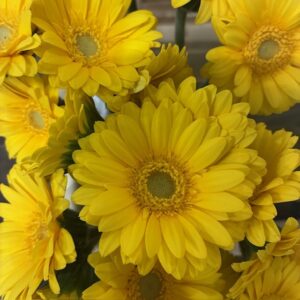 GERMINI PICCOLINI ANCONA GUL x20