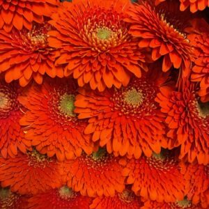 GERMINI POMPONI FOZZI ORANGE x20