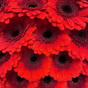 GERMINI RÖD RUBY RED