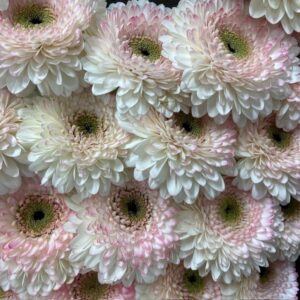 GERMINI GERPONI LISALISA LJ-ROSA