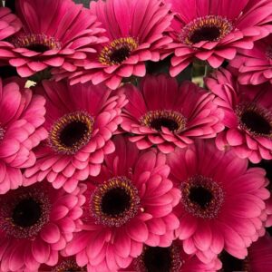 GERMINI AMELIE CERISE