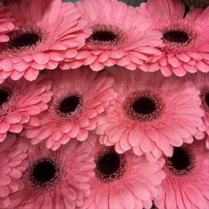 GERMINI HAPPINESS ROSA