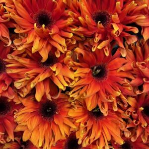 GERBERA GERPASTA CAPRESA X15