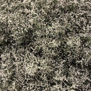LIMONIUM MISTY WHITE 60-70CM