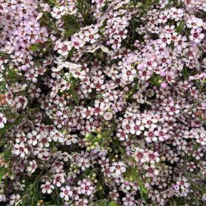 WAXBLOMMA PINK DREAM 80CM