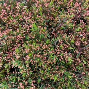 WAXBLOMMA VEGA RÖD KNOPP