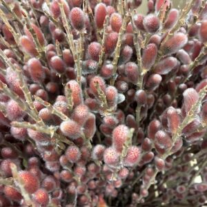 VIDEKVIST RED PASSION 70-80CM