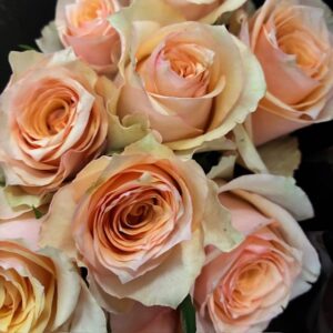 ROS MISS PEACH APRIKOS/ROSA 60CM