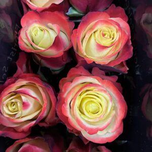 ROS EAGLE EYE CREME/ROSA 60