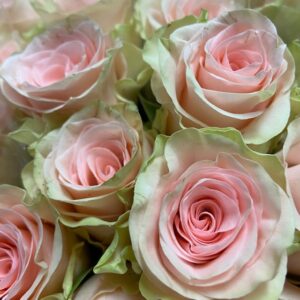 ROS 10-P VERONICA LJUSROSA