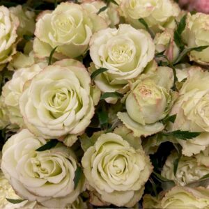 ROS KVIST LIMOUSINE LIME