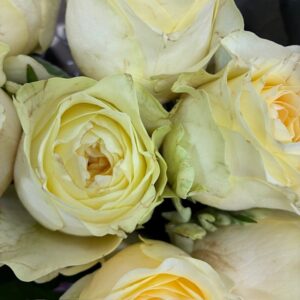 ROS BUTTERCUP LJUSGUL 60CM