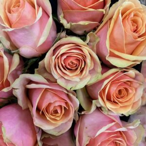 ROS DIVIDEND APRIKOS 60CM