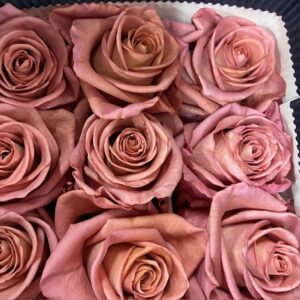 ROS BARISTA APRIKOS ECU 60CM