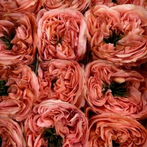 ROS PINK X-PRESSION ROSA ECU