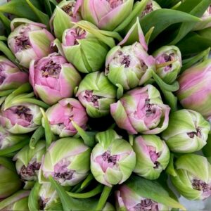 TULPAN DRESSING LJ-LILA