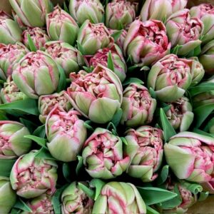 TULPAN QUINTY TRUSTFUL ROSA