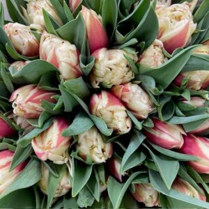 TULPAN VEMONT COAS DUBBEL ROSA