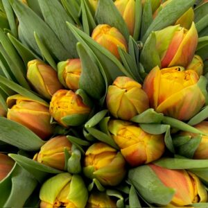 TULPAN VUELTA GUL DUBBEL