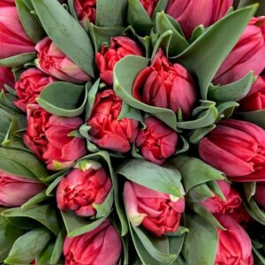 TULPAN RED FOXTROT COAS