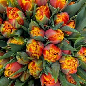 TULPAN THUNDERBALL COAS GULRÖD DUBBEL