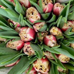 TULPAN DOUBLE CHRYSTAL FRANSIG CREMEROSA